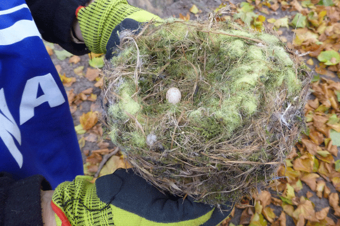 Nistkastenreinigung Humboldthain Nester - Foto: Susanne Schinke